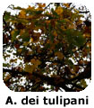 Albero dei tulipani